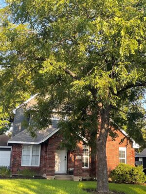 16915 Ardisia Dr, Pflugerville